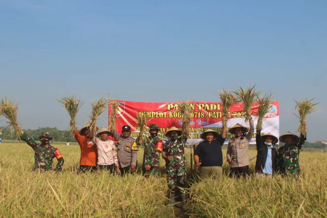 
					Kodim 0718 /Pati Panen Padi Capai 4,5 Ton, di Potan Mulyo Subur 