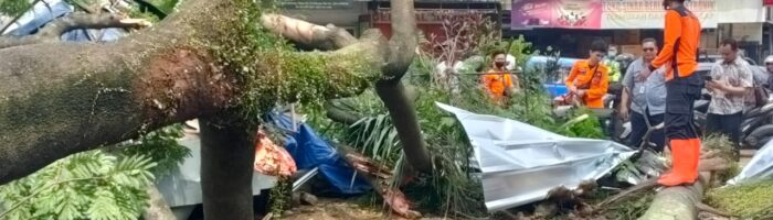Pohon Tumbang di Cibinong Hantam