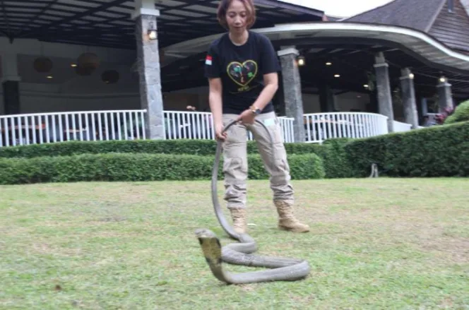
					Komunitas Pencinta Binatang Indonesia Gandeng Nuswantara Justice Law Firm Laporkan Oknum Mini Zoo di Pamoyanan