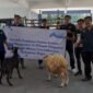 Idul Adha 1444 Hijriah, Perumda kab bogor kembai salurkan hewan kurban