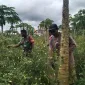 Wujudkan Ketahanan Pangan, Koramil 02/Timika Dampingi Petani