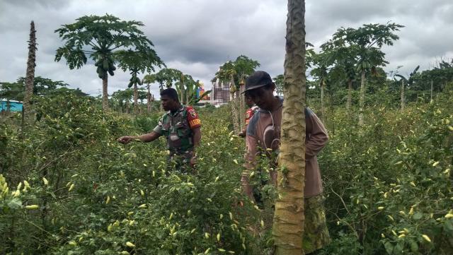 Wujudkan Ketahanan Pangan, Koramil 02/Timika Dampingi Petani