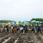 pangkoopsud II tanam jagung