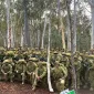 taruna akmil australian