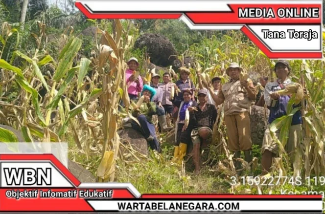 
					Bhabinkamtibmas Polres Tator Dampingi Panen Jagung Kelompok Tani Binaan