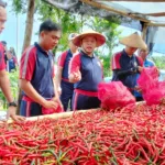 Kepala Zona Bakamla Tengah Pimpin Panen Perdana Cabai di Lahan Mako Baru Kepala Zona Bakamla Tengah Pimpin Panen