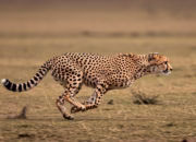 Macan Tutul Kabur, Lembang Park & Zoo Ditutup Sementara