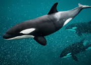 Fakta Mengejutkan di Balik Video Pelatih Orca Tewas Diserang Paus