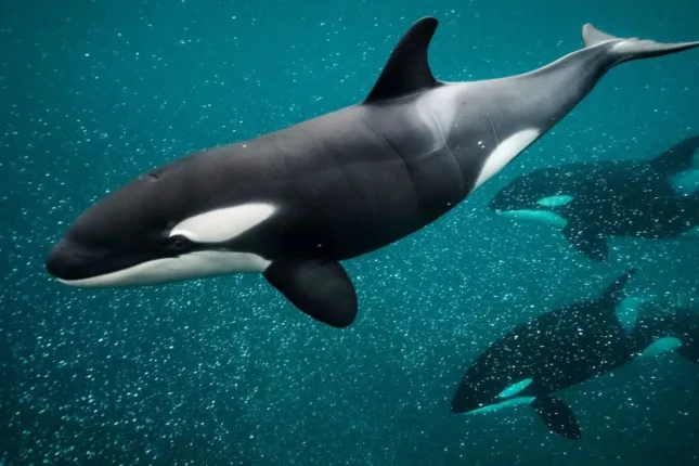 Fakta Mengejutkan di Balik Video Pelatih Orca Tewas Diserang Paus
