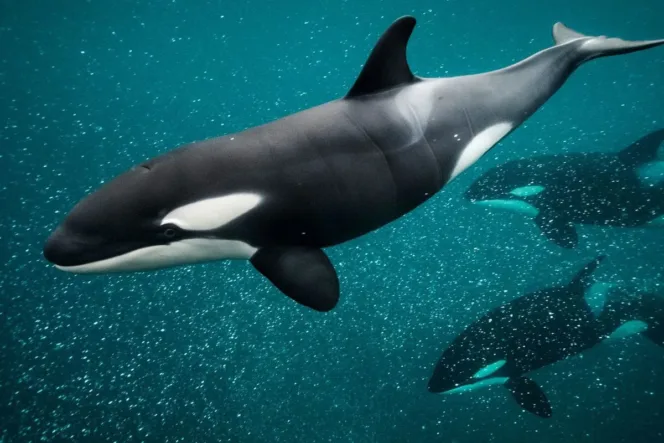 Fakta Mengejutkan di Balik Video Pelatih Orca Tewas Diserang Paus