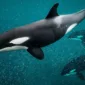 Fakta Mengejutkan di Balik Video Pelatih Orca Tewas Diserang Paus