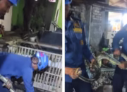 Ular Sanca Besar Berkeliaran di Halaman Rumah Warga, Tim Damkar Garut Berhasil Lakukan Evakuasi