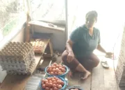 Bumdes Sauyunan Desa Sindangratu wanaraja Realisasikan  DD Dengan Usaha Ayam Petelur Dan Beras