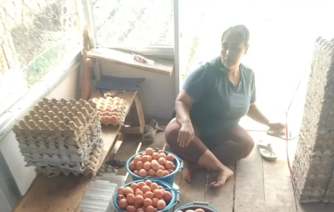 
					Bumdes Sauyunan Desa Sindangratu wanaraja Realisasikan  DD Dengan Usaha Ayam Petelur Dan Beras
