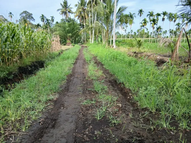 Pembangunan Jalan Usaha Tani di Rimbo Binuang Terindikasi Mangkrak, Warga Keluhkan Lambannya Progres