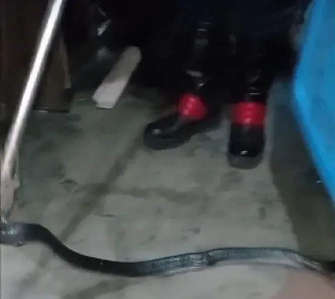 
					Ular Cobra Besar Gegerkan Warga Kp. Cirengit, Garut: Tim Damkar Bergerak Cepat Tangani Situasi