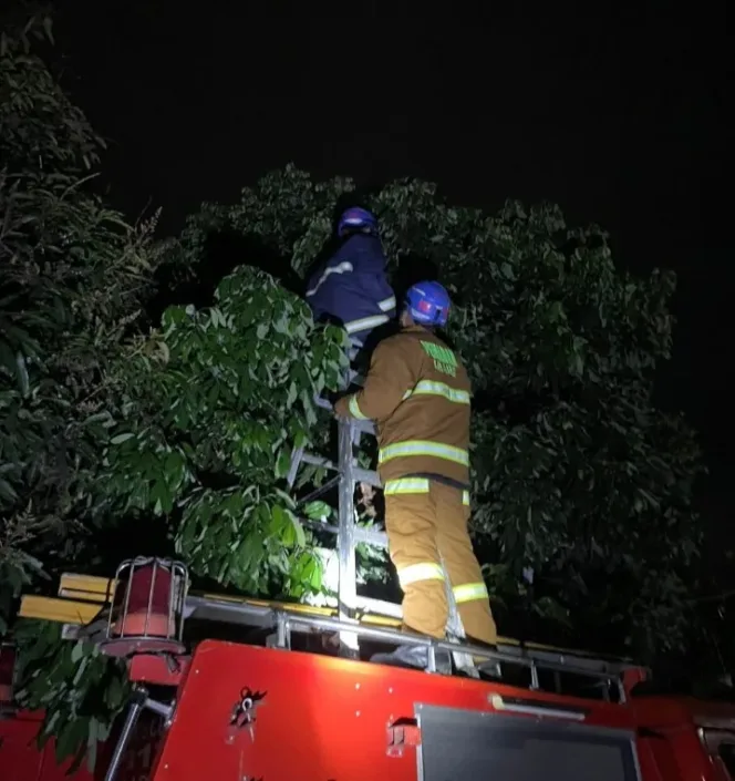 H. Basuki Eko, S.H., M.H. Kepala Dinas DAMKAR Garut: Tim DAMKAR Berhasil Evakuasi Sarang Tawon yang Meresahkan Warga Muara Sanding Regency