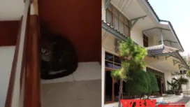 Macan Tutul Masuk Hotel di Bandung, Diduga Kabur dari Lembang Park Zoo