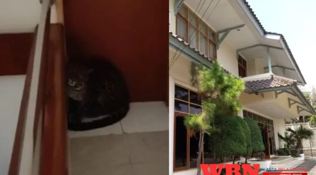Macan Tutul Masuk Hotel di Bandung, Diduga Kabur dari Lembang Park Zoo