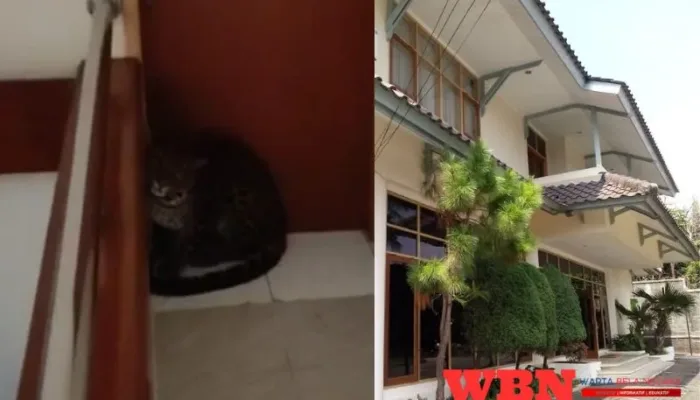 Macan Tutul Masuk Hotel Anugerah, Dugaan Dari Lembang Park Zoo