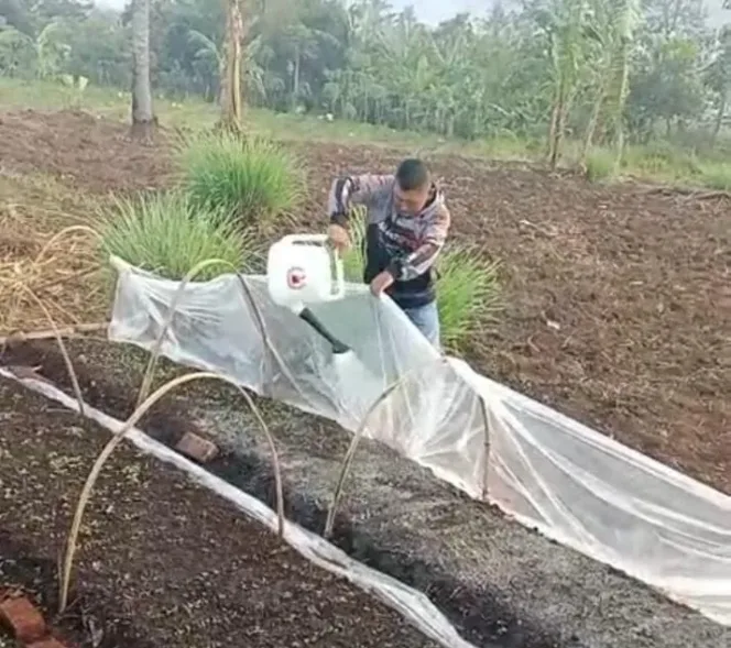 Petani Muda Davit Saepudin Jadi  Perhatian Warga Desa Pasanggrahan