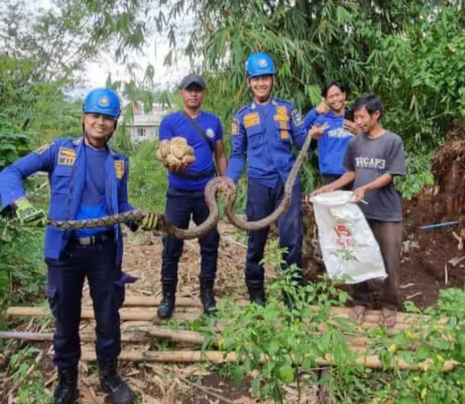 Ular Sepanjang 4,5 Meter Bikin Resah Warga, DAMKAR Gerak Cepat Lakukan Evakuasi
