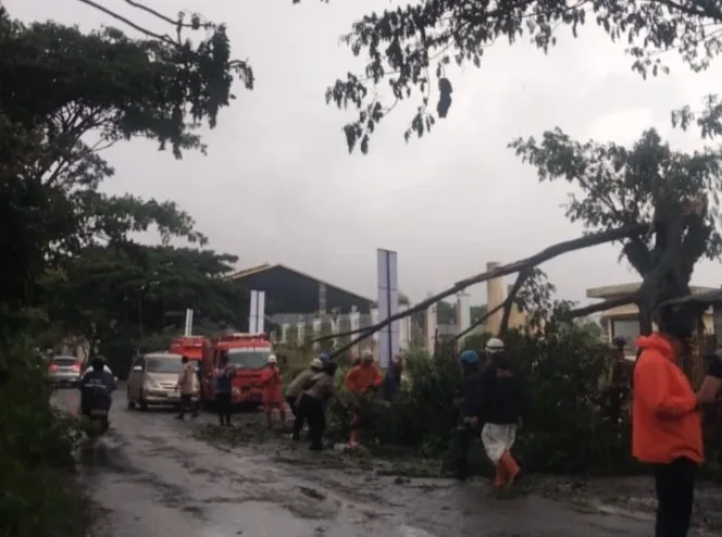 Hujan Lebat dari Siang hingga Sore Akibatkan Pohon Tumbang di Jalan Aruji Kartawinata