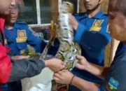 Respons Cepat Damkar Garut Amankan Ular Sanca di Permukiman Warga