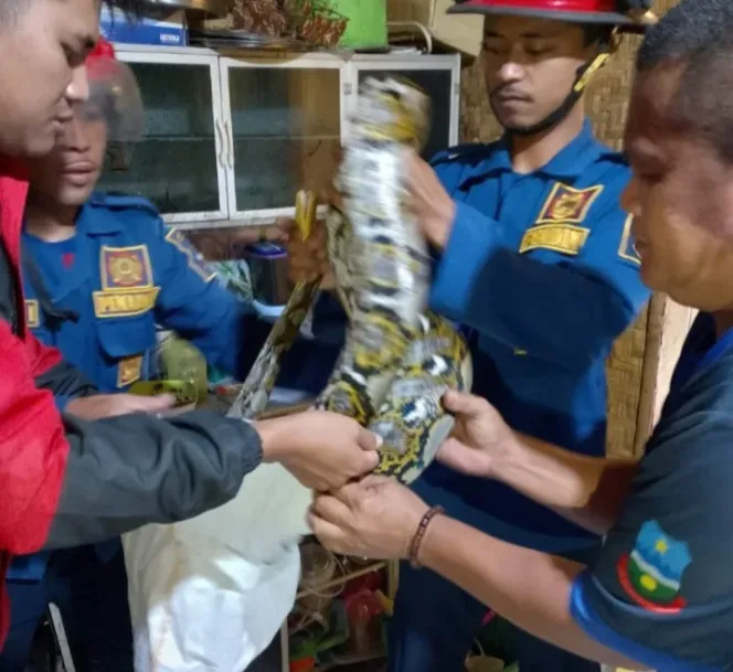 Respons Cepat Damkar Garut Amankan Ular Sanca di Permukiman Warga