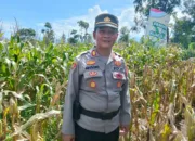 Awal Tahun 2026, Petani Di Desa Sindangratu Panen Jagung Perdana