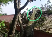 Akibat Hujan Deras Dan Angin Kencang, Pohon Sawo Berukuran Besar Menimpa Gedung SDN 2 Nanjung Jaya