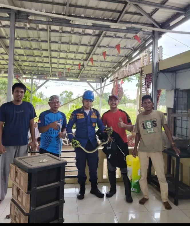 Ibu Nessa Melihat Ular Besar Masuk ke Rumah Dekat Masjid,Damkar Gerak Cepat Evakuasi.