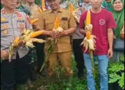 Panen Perdana Jagung Desa Sukalilah: Sinergi TNI–Polri dan Rakyat Desa dalam Menjaga Ketahanan Pangan Nasional