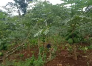 Sepulang Mengajar Syarif Hidayat S.pd Kembangkan Kebun Pepaya California Di Pakenjeng