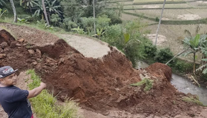Longsor Terjang Area Persawahan Di Lingasari Malangbong