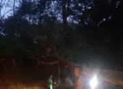 Polsek Cisompet Evakuasi Pohon Tumbang Yang Sempat Tutup Akses Jalan
